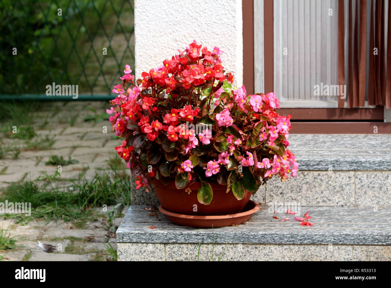 Vaso di fiori con Begonia piante con verde al marrone rossiccio e foglie e  rosso brillante e fiori viola con centro giallo sui gradini di marmo Foto  stock - Alamy