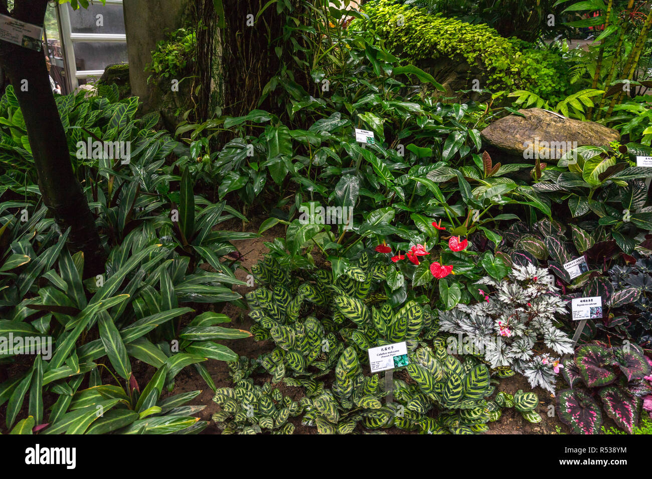 Conservatorio Forsgate presso la Hong Kong Park che mostra le piante tropicali e il fogliame della giungla in umido Casa vegetale Foto Stock