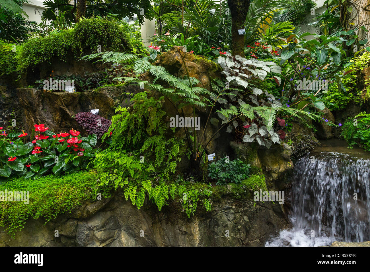 Conservatorio Forsgate presso la Hong Kong Park che mostra le piante tropicali e il fogliame della giungla in umido Casa vegetale Foto Stock