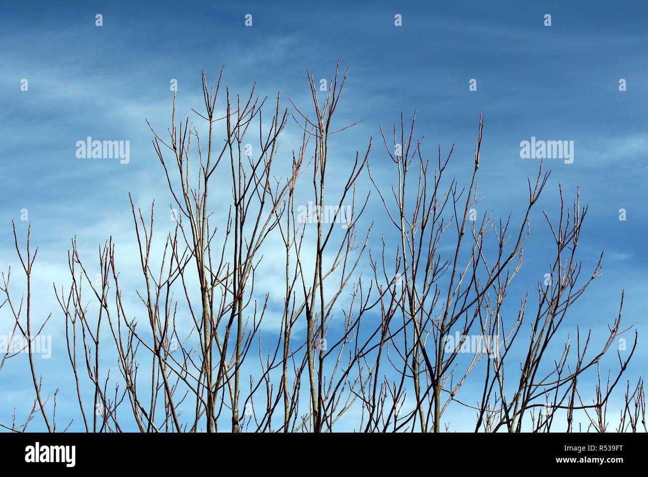 Più rami senza foglie rivolta verso nuvoloso cielo blu sulla calda soleggiata giornata di primavera Foto Stock