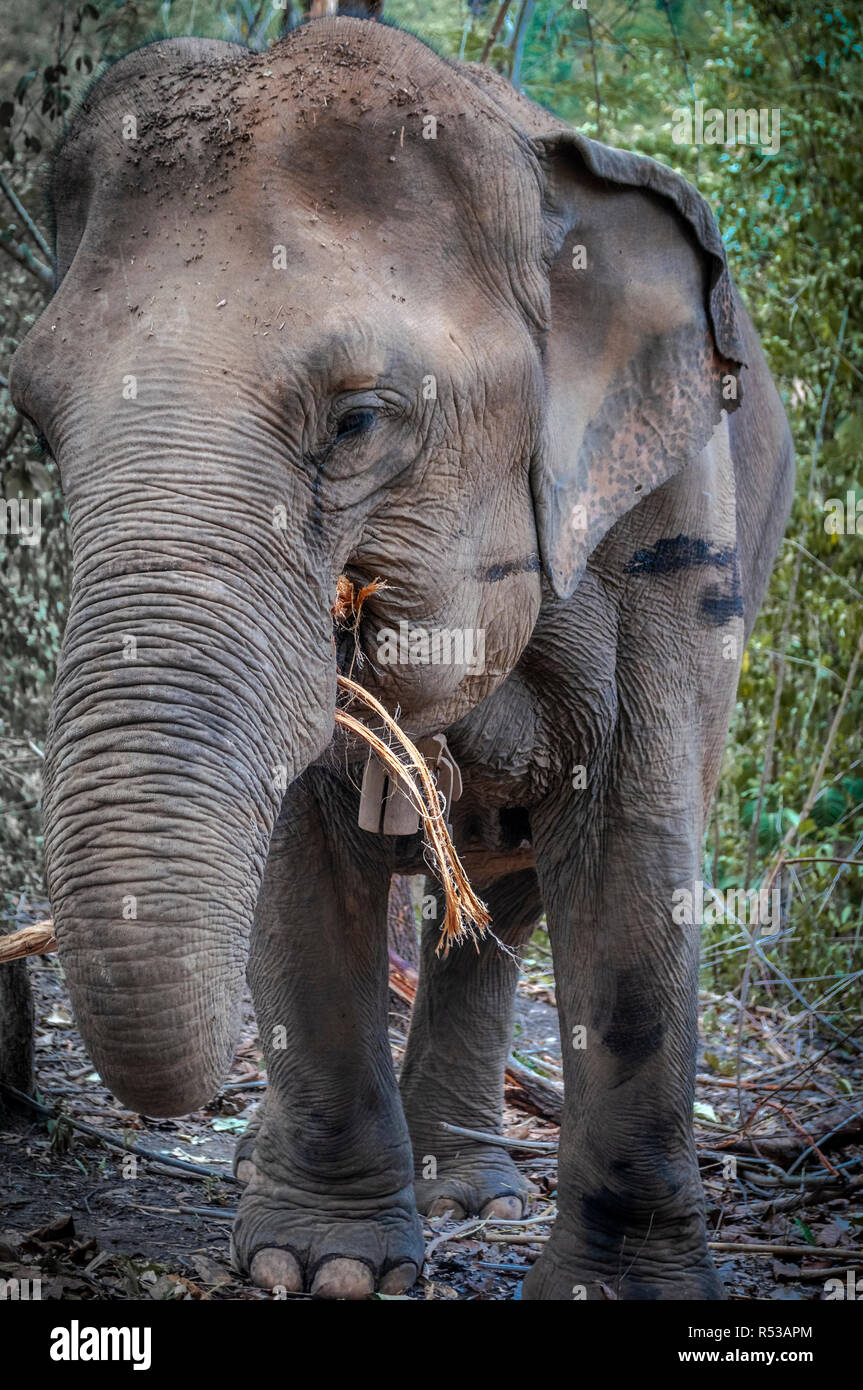 Un adulto elephant avente il pranzo presso la foresta in Chiang Mai, Thailandia. Asia. Foto Stock