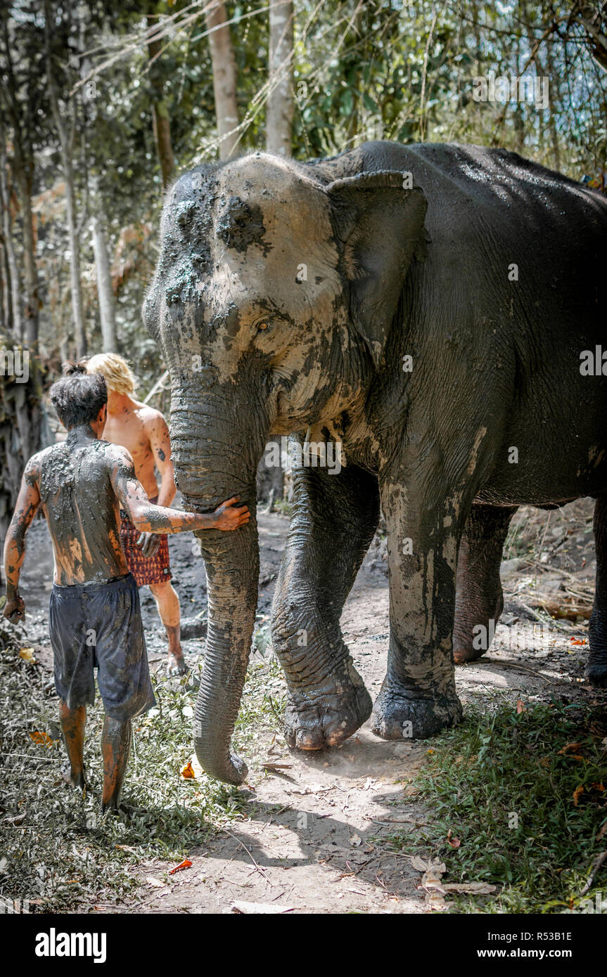 Un adulto elephant dopo una soddisfacente il bagno di fango dalle sue cure takers in Chiang Mai, Thailandia. Asia Foto Stock