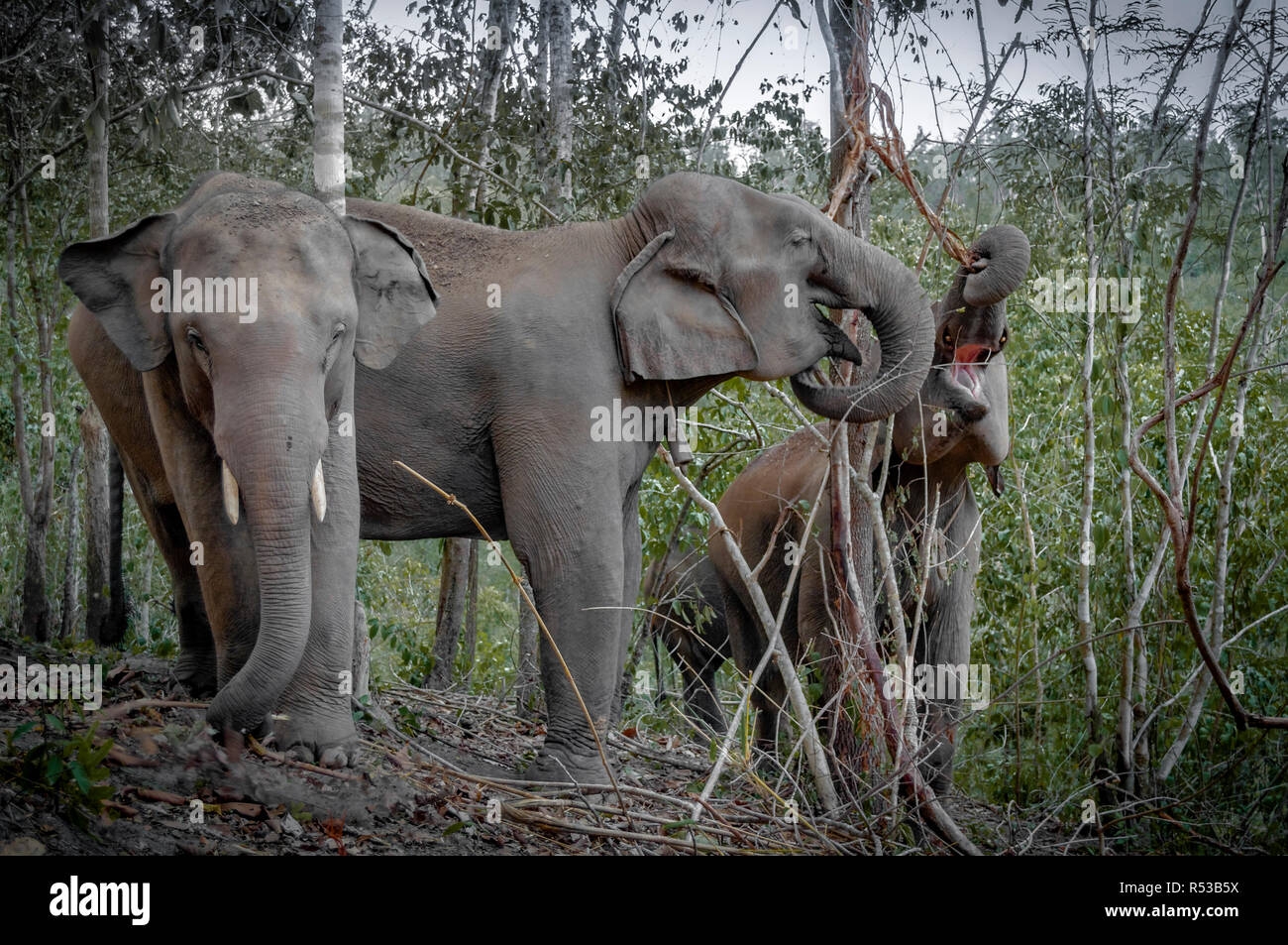 Tre gli elefanti per lavaggio vegetazione (cibo) attraverso la fitta giungla di Chiang Mai, Thailandia, in Asia. Foto Stock
