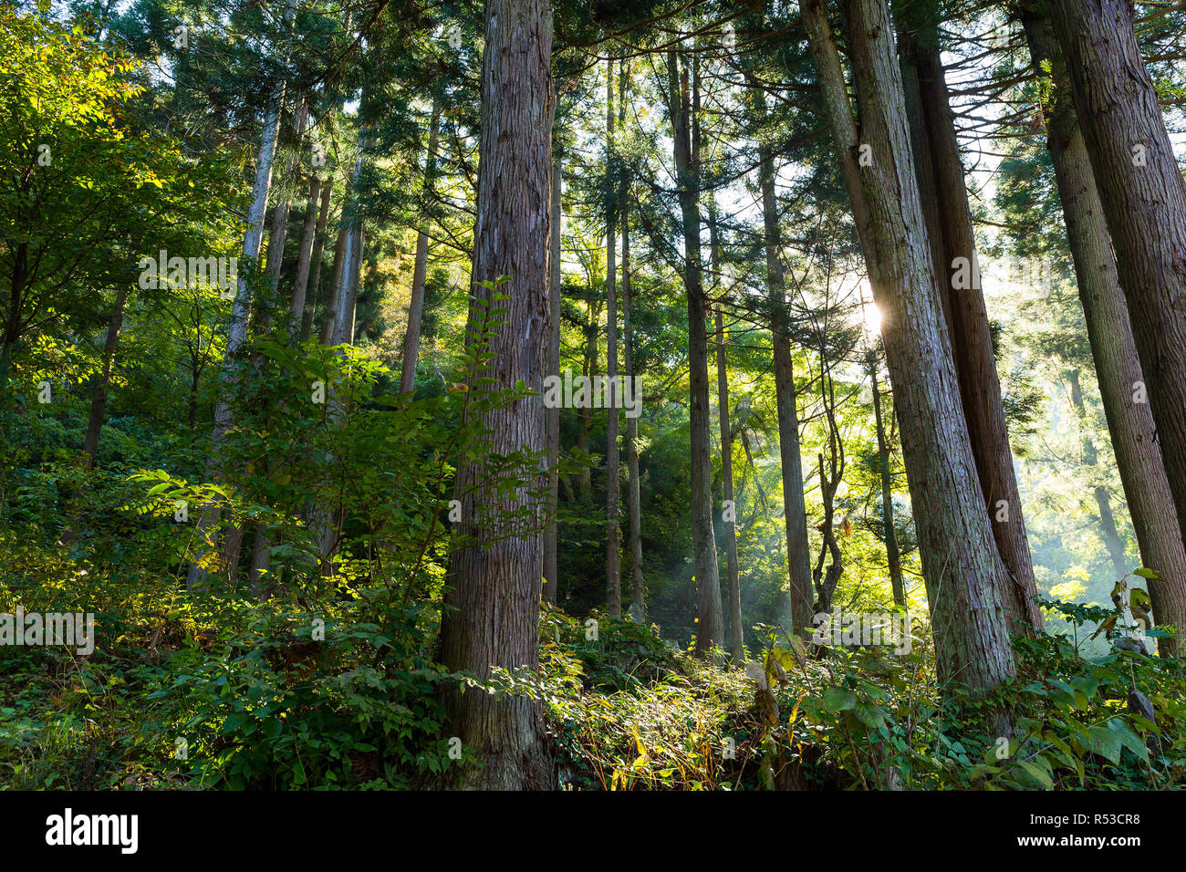 La foresta e la luce del sole Foto Stock
