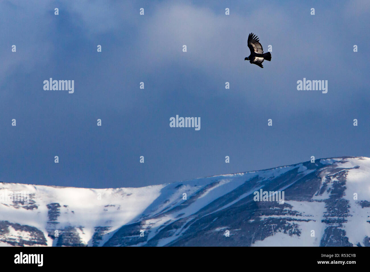 Un condor andino vola sopra il paesaggio del Parco Nazionale Torres del Paine in Patagonia, Cile Foto Stock