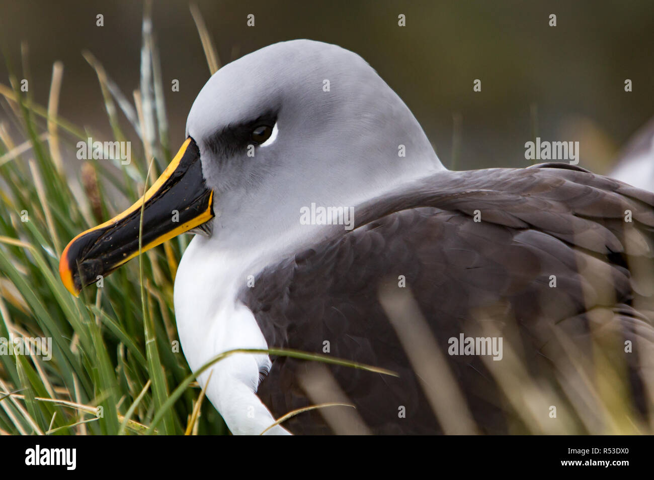 A testa grigia albatross sul nido di Elsehul bay, Isola Georgia del Sud Foto Stock