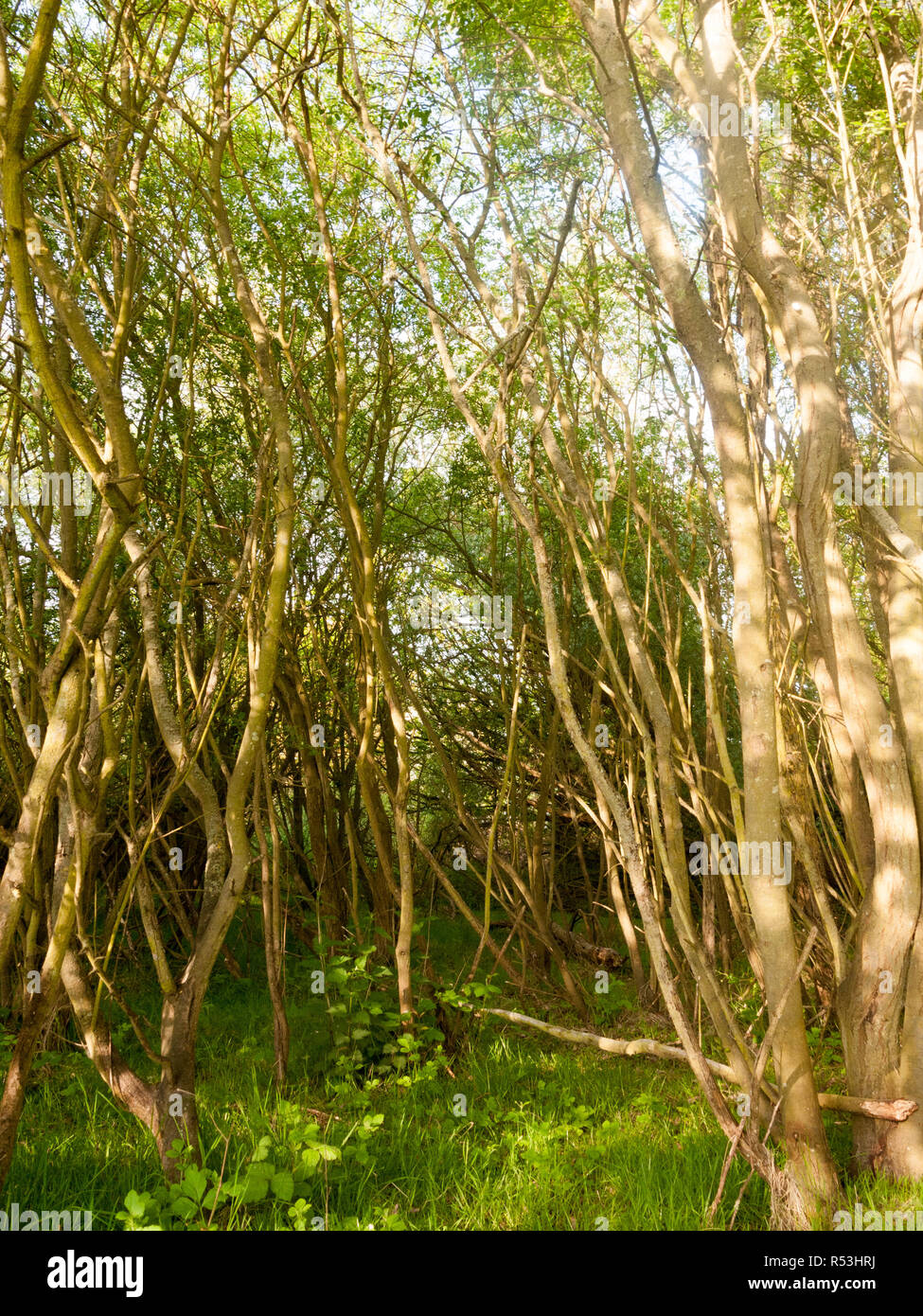 Incredibile lussureggianti alberi all'interno di una foresta in natura con il n. di persone intorno a e tranquillo Foto Stock