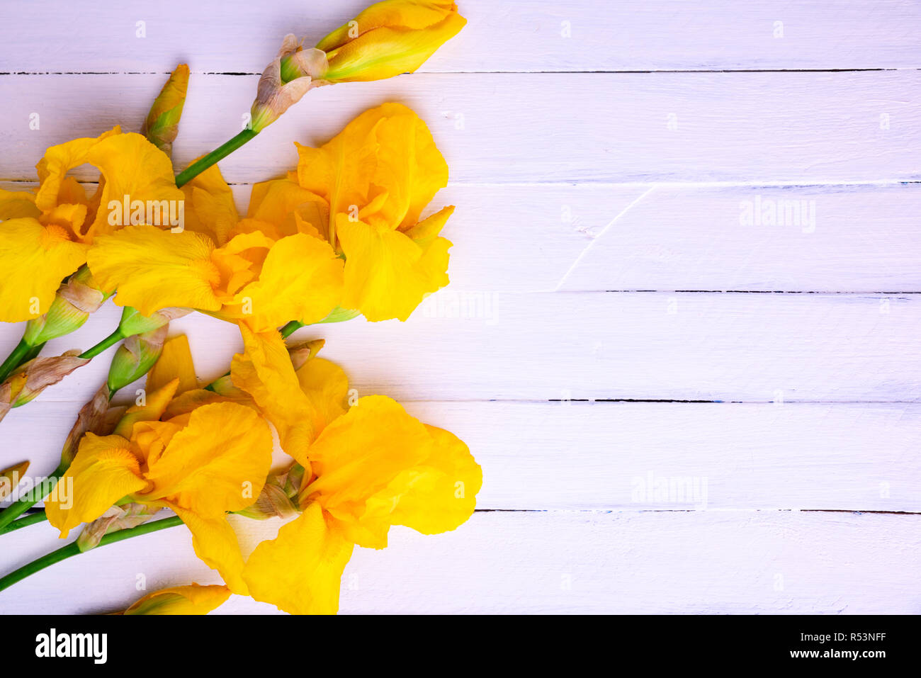 Bouquet di iridi gialli su un bianco sullo sfondo di legno Foto Stock