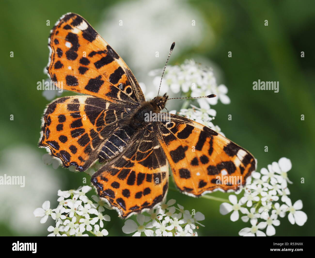 Schede paese di prima generazione Foto Stock