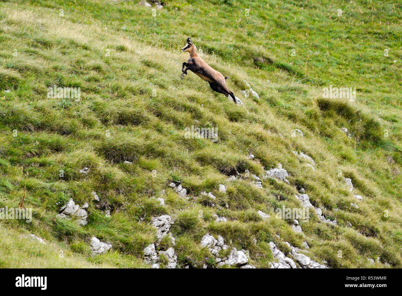 Capre di montagna al pascolo sulle pendici delle montagne Durmiotor in Montenegro. Foto Stock