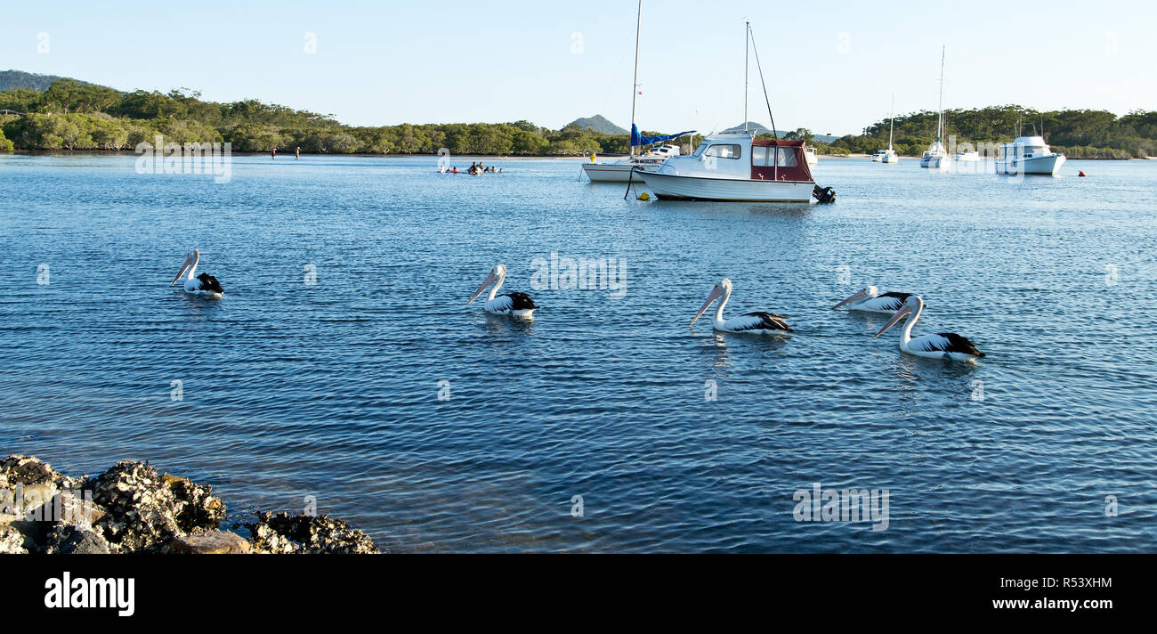 Pellicani e barche sul lago Myall in Australia. Foto Stock