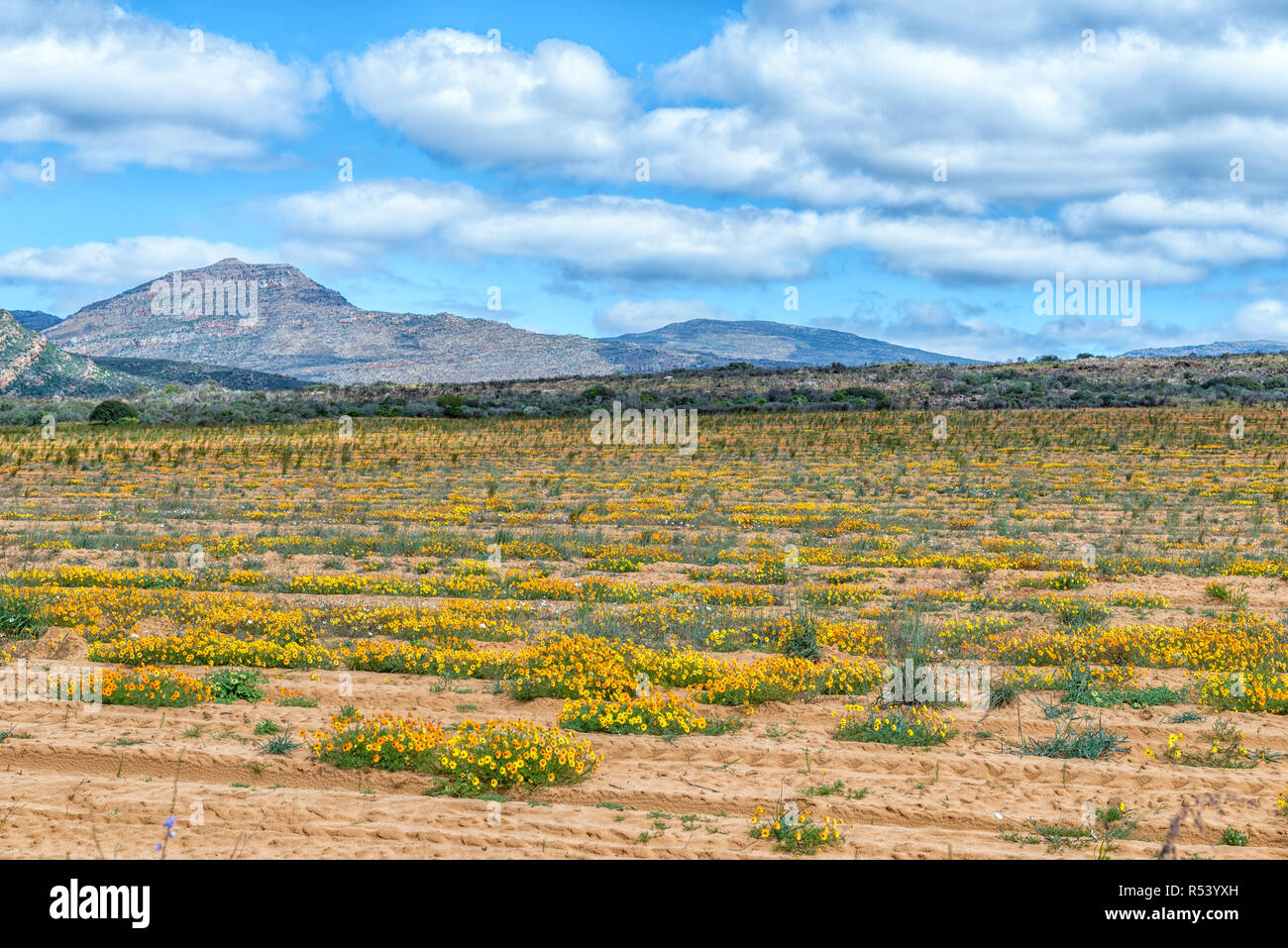 Fiori Selvatici in un rooibos tè vicino campo Clanwilliam nella provincia del Capo occidentale Foto Stock
