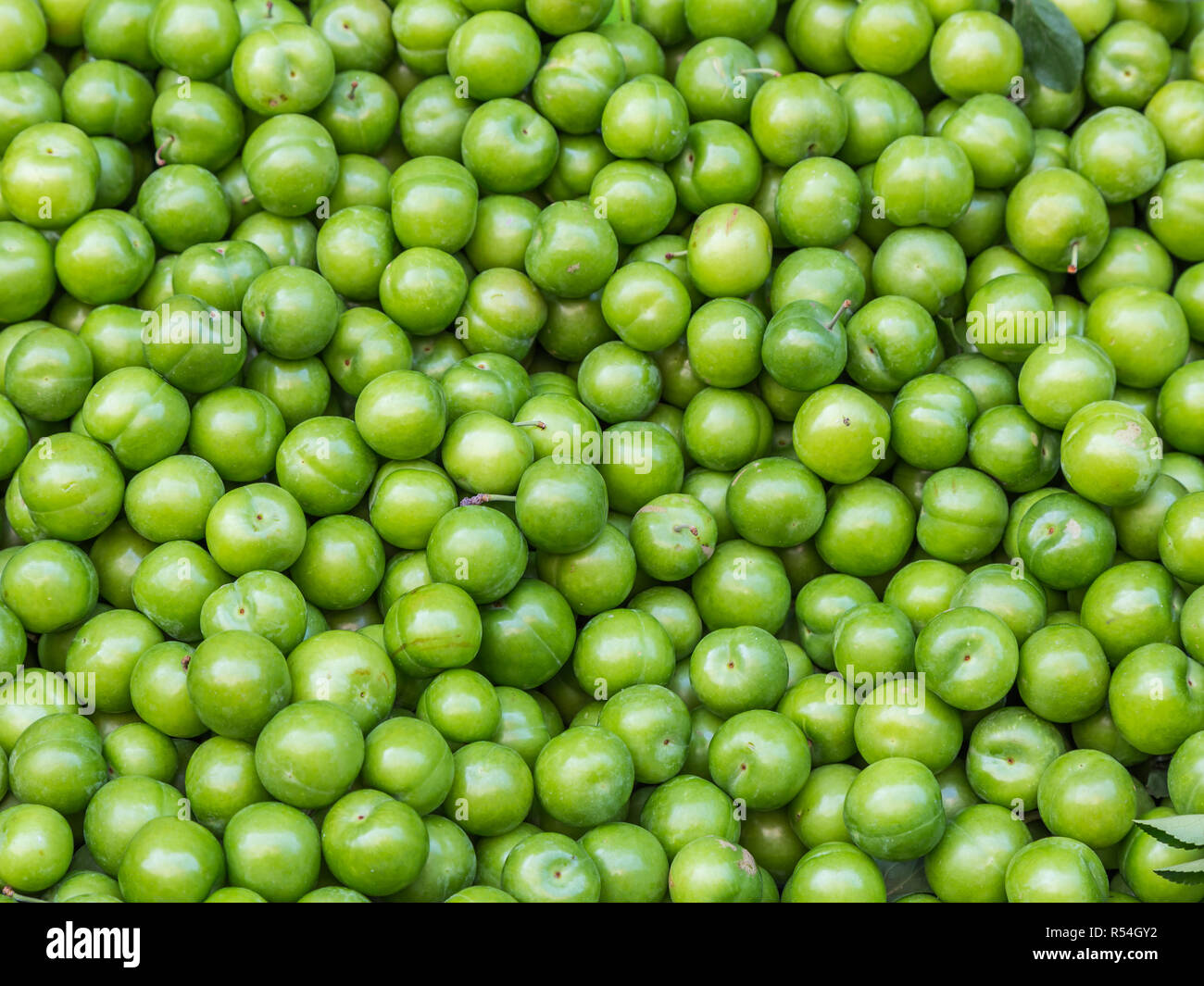 Erik, o greengages, spesso chiamato verde acide Prugne, mangiato in Turchia. Foto Stock