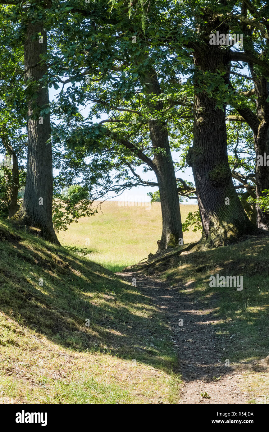 Un po' di ombra sotto gli alberi su un percorso attraverso la campagna di campi in un caldo giorno d'estate, Derbyshire, England, Regno Unito Foto Stock