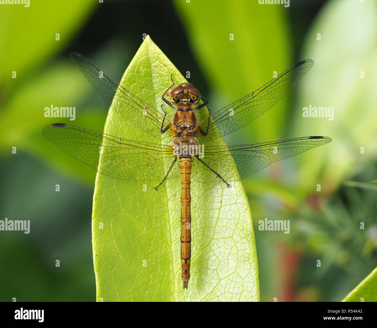 Comune Femmina Darter Dragonfly (Sympetrum striolatum) appollaiato sulla foglia di rododendro. Tipperary, Irlanda Foto Stock