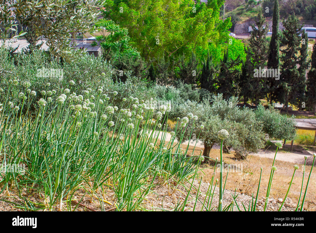 Una sezione del vegetale inclinata nel giardino del museo a cielo aperto di Nazareth Village Israele. Questo sito fornisce un autentico guardare la vita e i tempi Foto Stock