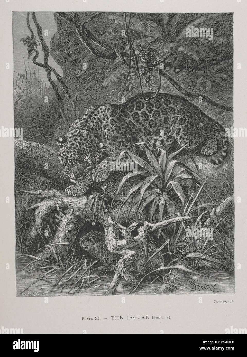 La Jaguar. La distribuzione geografica degli animali, con uno studio delle relazioni di vita e di faune estinte come chiarire i cambiamenti del passato della superficie della terra. ... . Londra, 1876. Fonte: 07209.GG.1 piastra XI. Autore: Wallace, Alfred Russel. Foto Stock