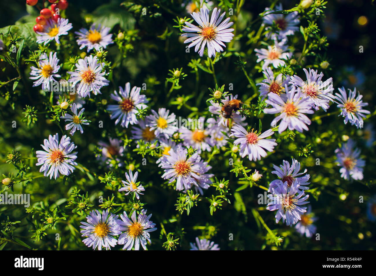 Hoverfly grandi fiori o volare noto come un hornet mimare hoverfly Foto Stock