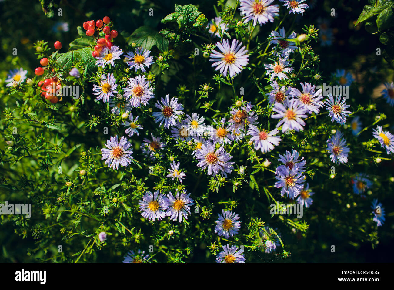 Hoverfly grandi fiori o volare noto come un hornet mimare hoverfly Foto Stock