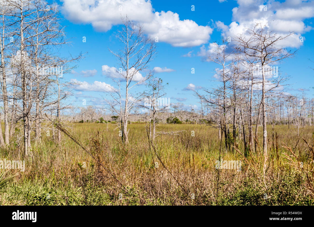 Palude con erba e alberi morti lungo la strada ad anello in Big Cypress National Preserve, Everglades, Florida, Stati Uniti d'America Foto Stock