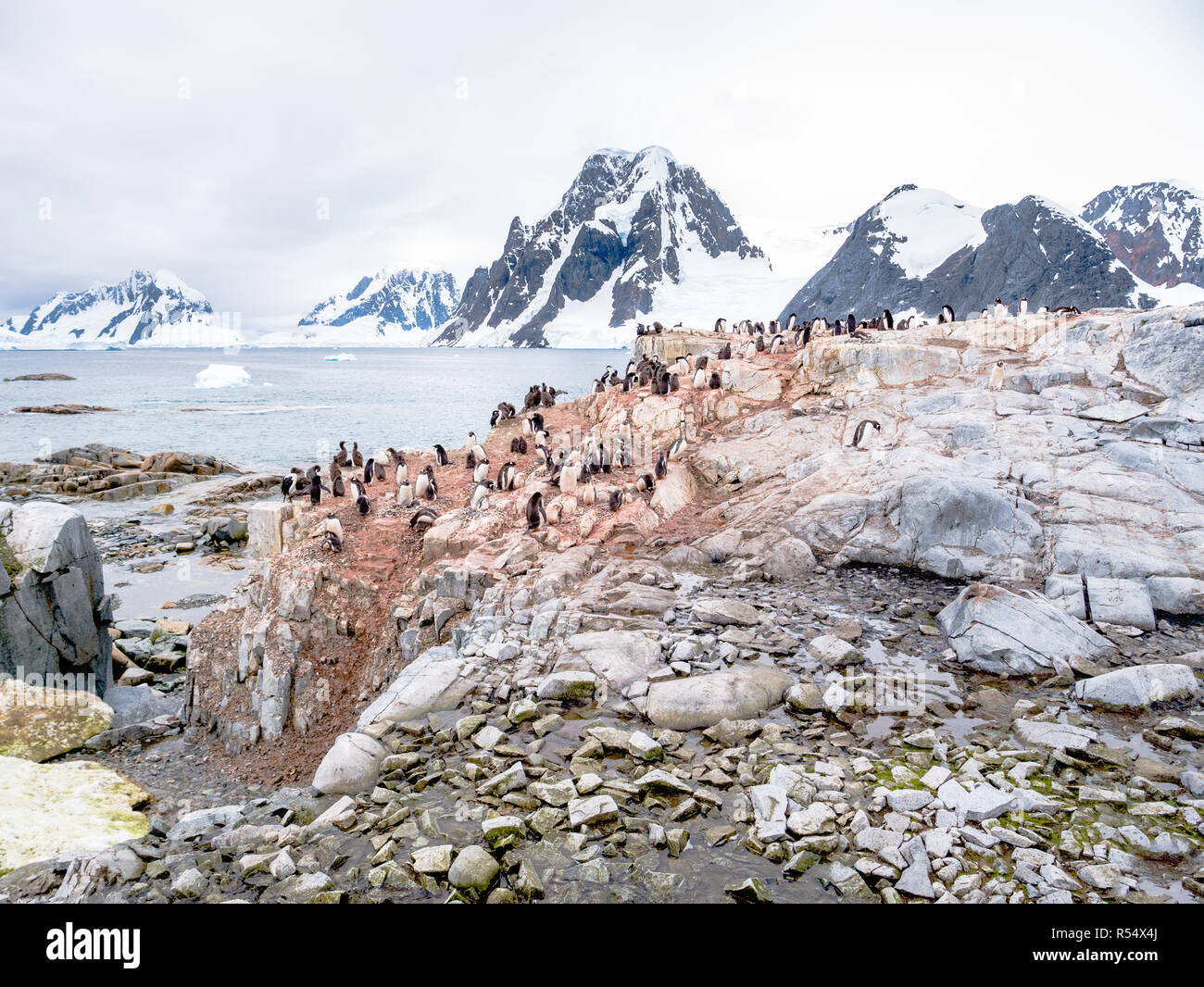 I pulcini e adulto Adelie pinguini, Pygoscelis adeliae, e Antartico shags su Petermann Island, Penisola Antartica, Antartide Foto Stock