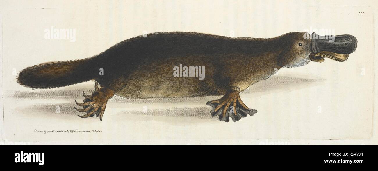 Platypus. La Zoological Miscellanea; essendo le descrizioni di nuovi o interessanti animali. Londra, 1814-1817. Fonte: 45.b.17. Tab.CXL. Autore: Leach, William Elford. Foto Stock