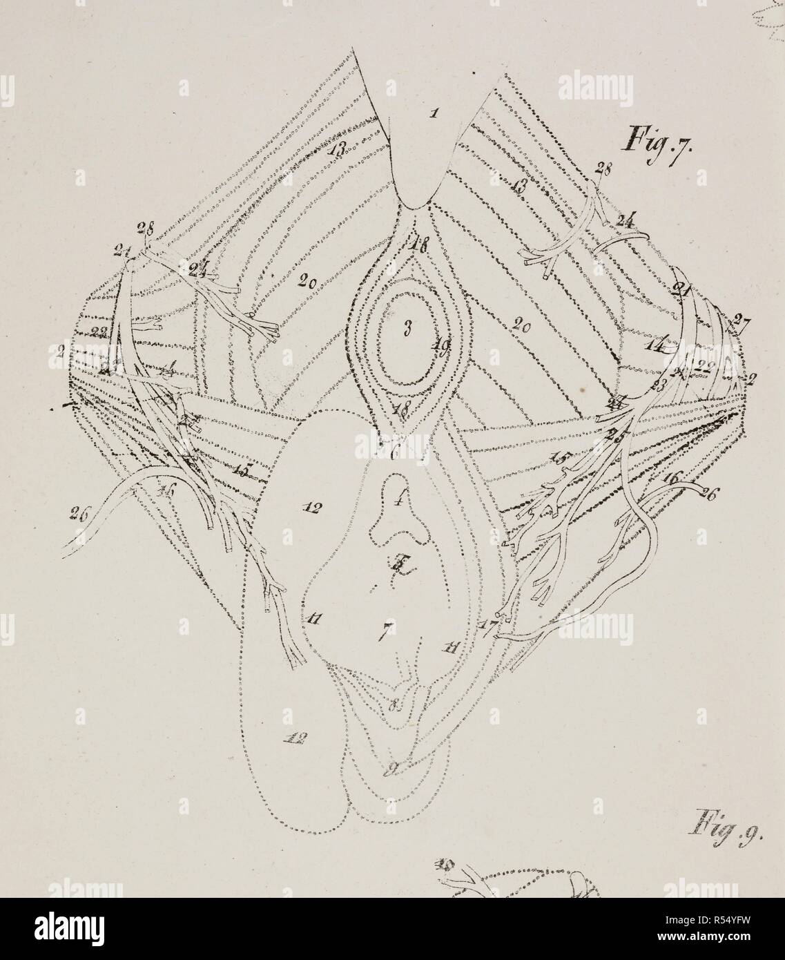 Disegno anatomico. Pavimento pelvico. Planches anatomiques du corps humain executeÌes dâ€™apreÌ€s les naturelles dimensioni. Parigi Francia 1826. Stampa anatomica del corpo umano con dimensioni naturali. Pavimento pelvico. ANTOMMARCHI, C. Francesco. Planches anatomiques du corps humain executeÌes dâ€™apreÌ€s les dimensioni naturelles, accompagneÌes dâ€™ONU texte explicatif ... PublieÌEs par le cte de Lasteyrie. (Spiegazione des planches anatomiques, ecc.). Fonte: 1899.h.24 Tab.49 fig. 7 (B+W). Lingua: Francese. Foto Stock
