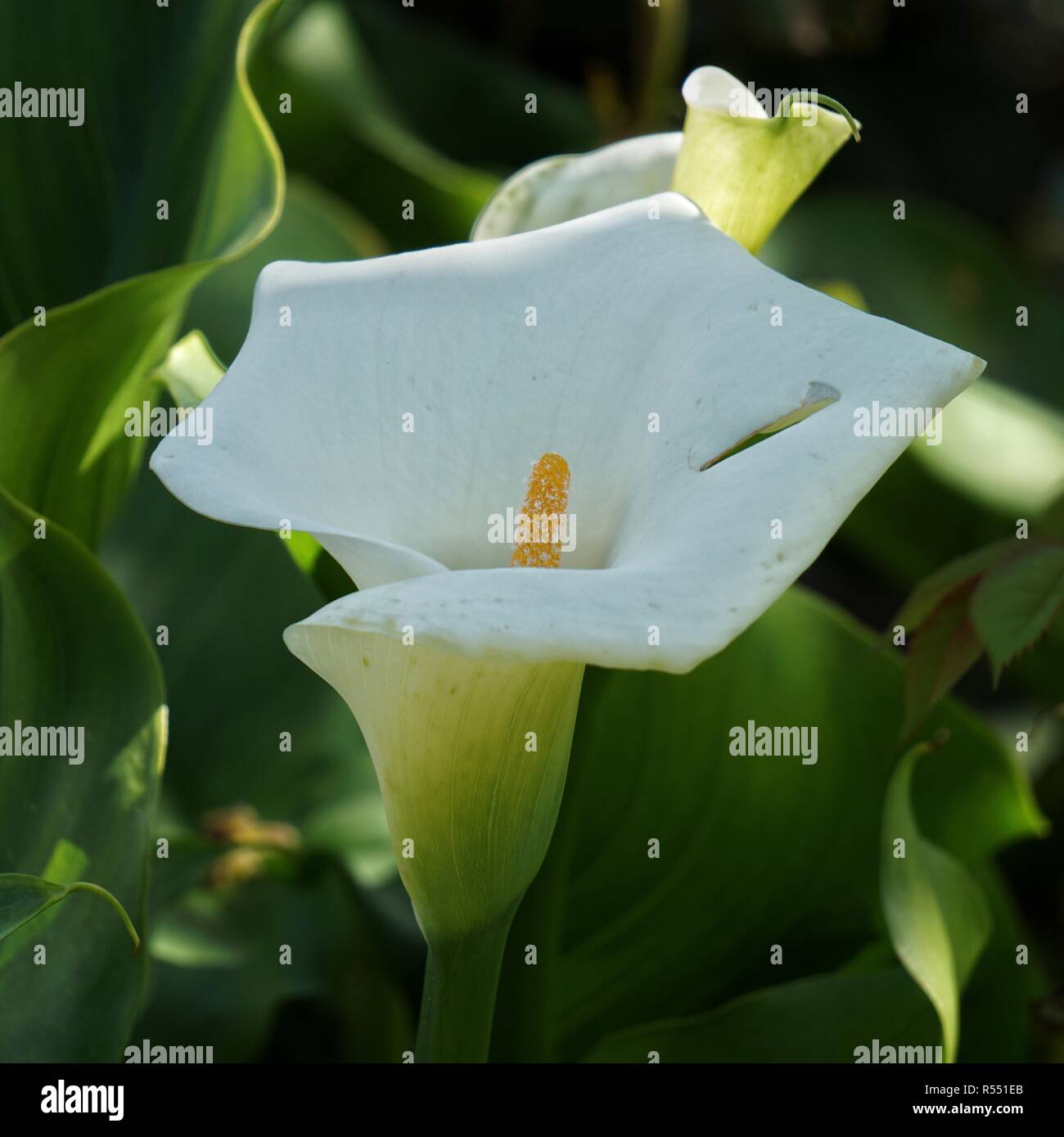 Il bianco calla fiore Foto Stock