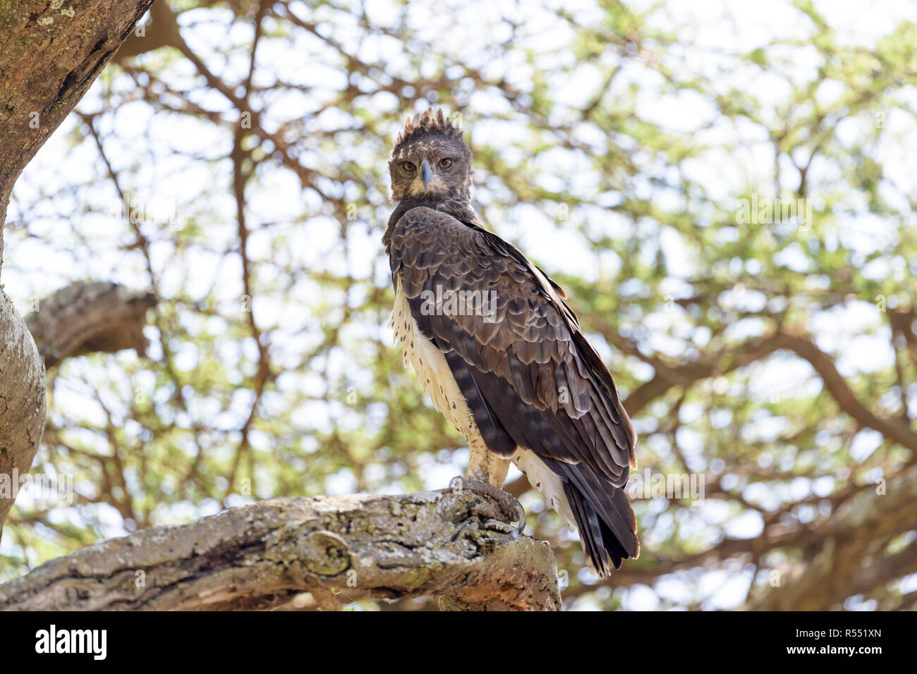 Martial Eagle (Polemaetus bellicosus) arroccato in acacia, Ngorongoro Conservation Area, Tanzania. Foto Stock