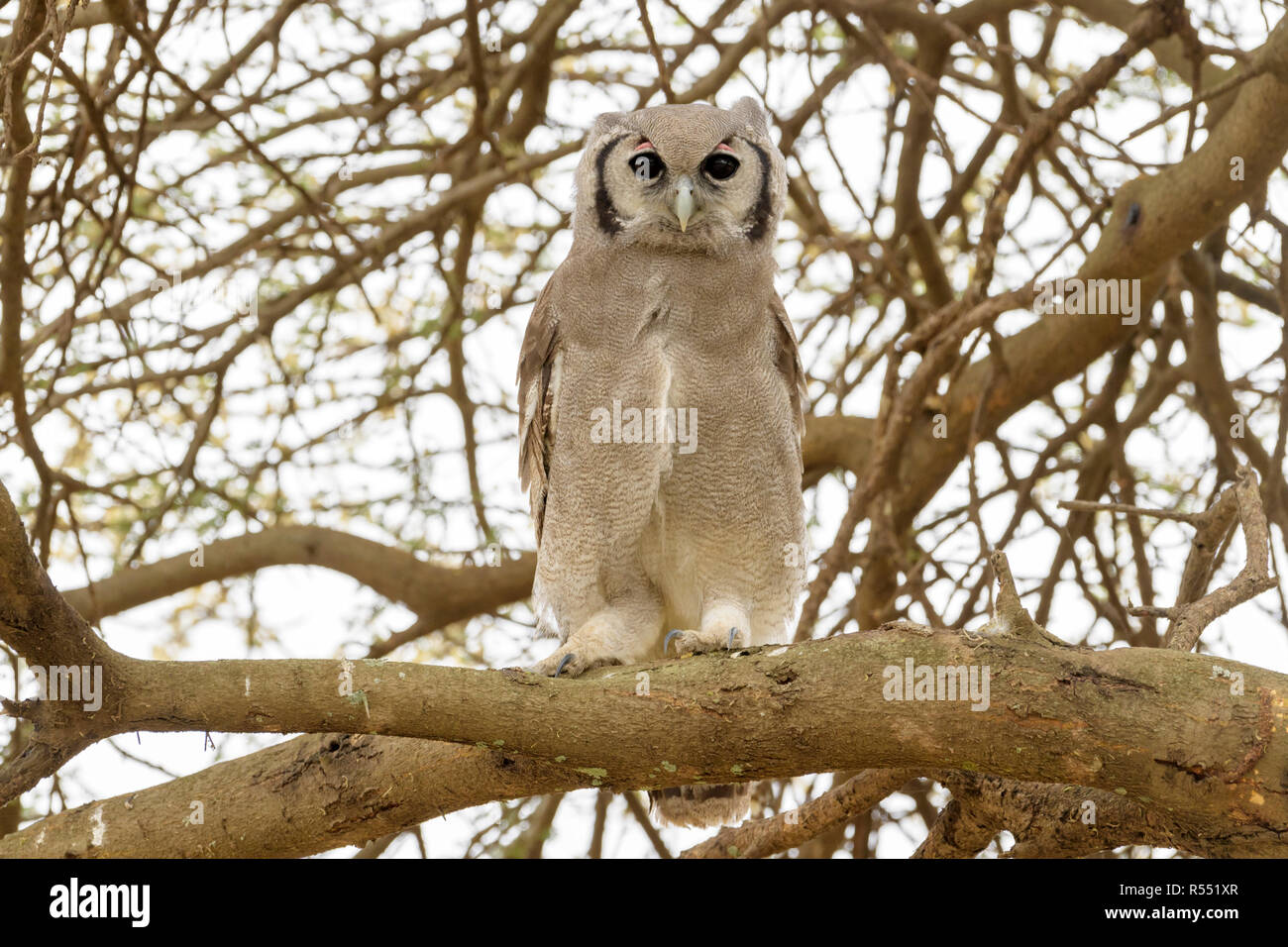La Verreaux Eagle-Owl (Bubo lacteus) appollaiato sul ramo di albero, guardando la telecamera, Ngorongoro Conservation Area, Tanzania. Foto Stock