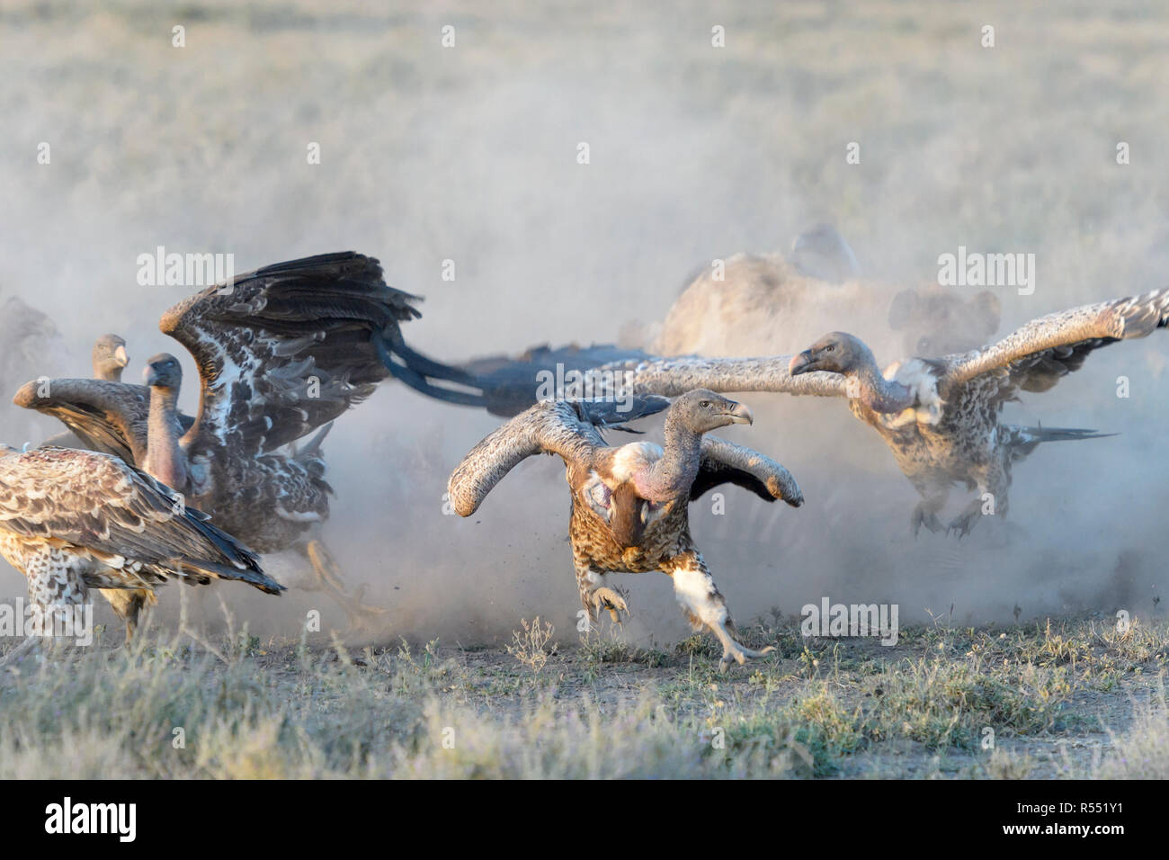 Rüppell (Gyps rueppelli) e bianco-backed grifone (Gyps africanus) scontri intorno a carcassa sulla savana, Ngorongoro Conservation Area, Tanzania. Foto Stock