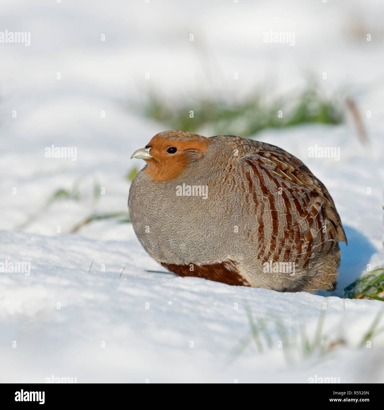 La Starna / Rebhuhn ( Perdix perdix ), adulto, passeggiate, intrufolarsi attraverso la fresca neve caduti, su davvero una soleggiata giornata invernale, la fauna selvatica, l'Europa. Foto Stock