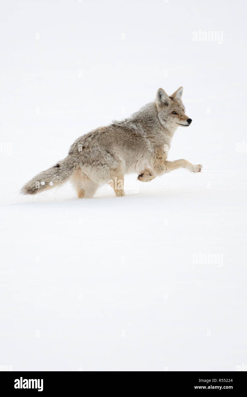 Coyote / Kojote ( Canis latrans ) di corsa, in inverno, acceso, fuggono attraverso la neve profonda, guardando indietro, Yellowstone NP, Wyoming negli Stati Uniti. Foto Stock