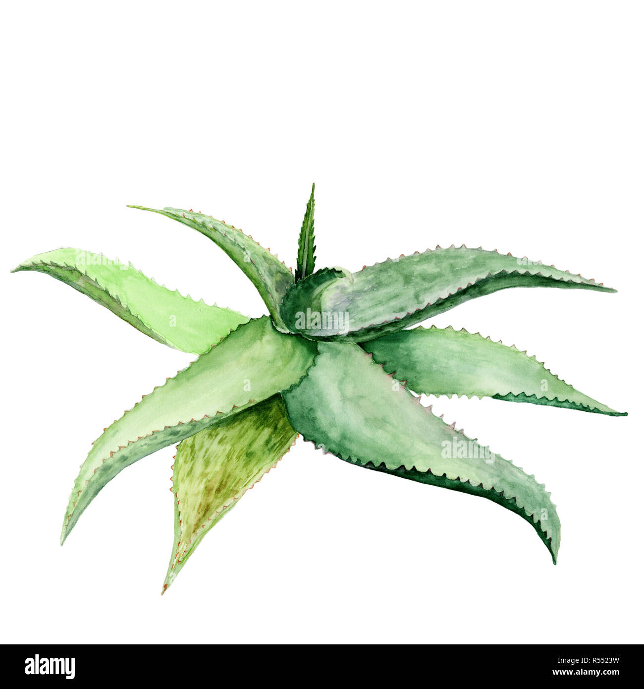 Acquerello succulente aloe. Originale disegnata a mano la pittura ad acquerello isolati su sfondo bianco Foto Stock