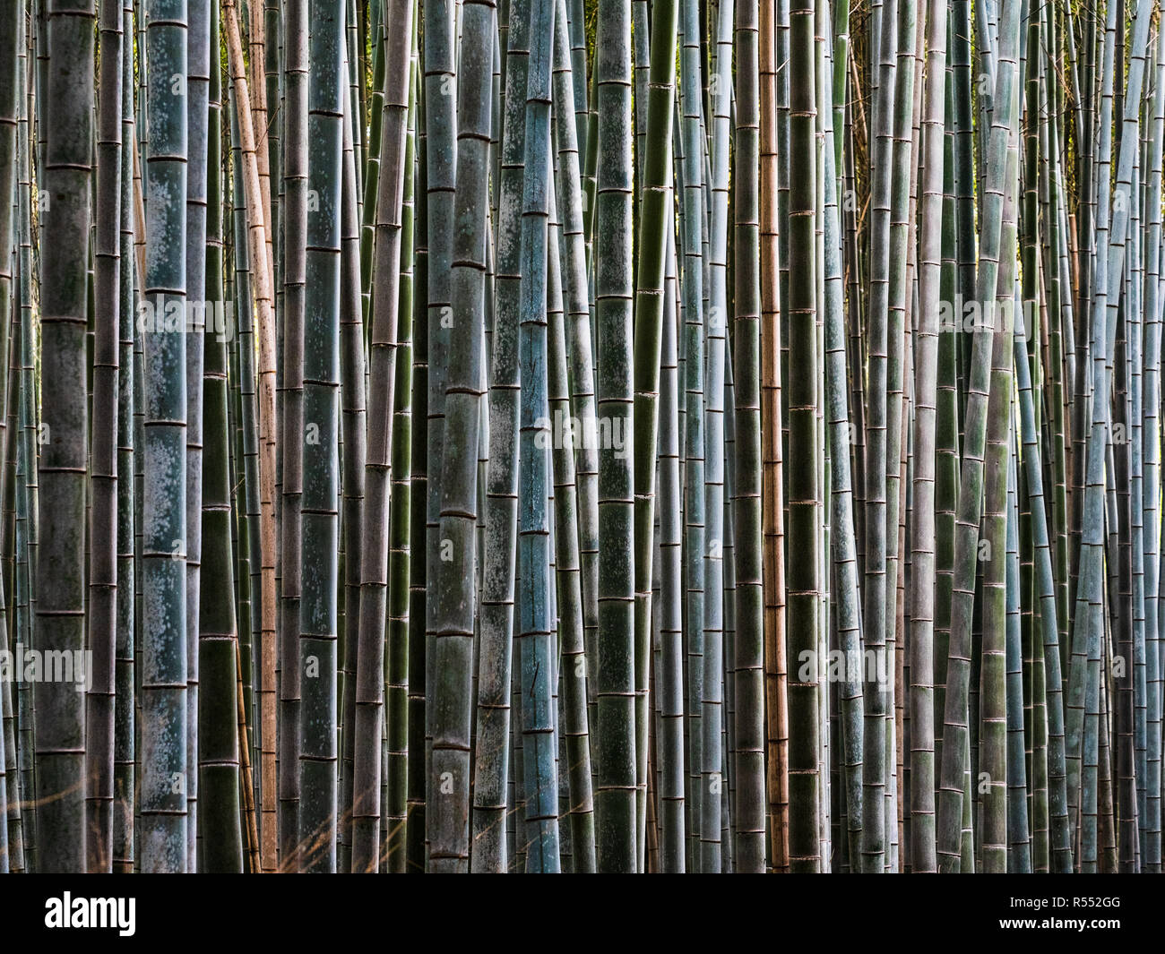 Bamboo Forest Giappone - fitta foresta di bambù multicolore. Alberi di bambù. Foto Stock