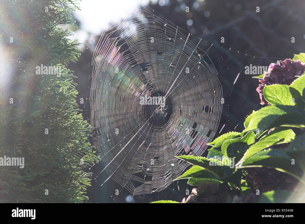 Spider Web con rugiada di mattina con retro illuminazione Foto Stock