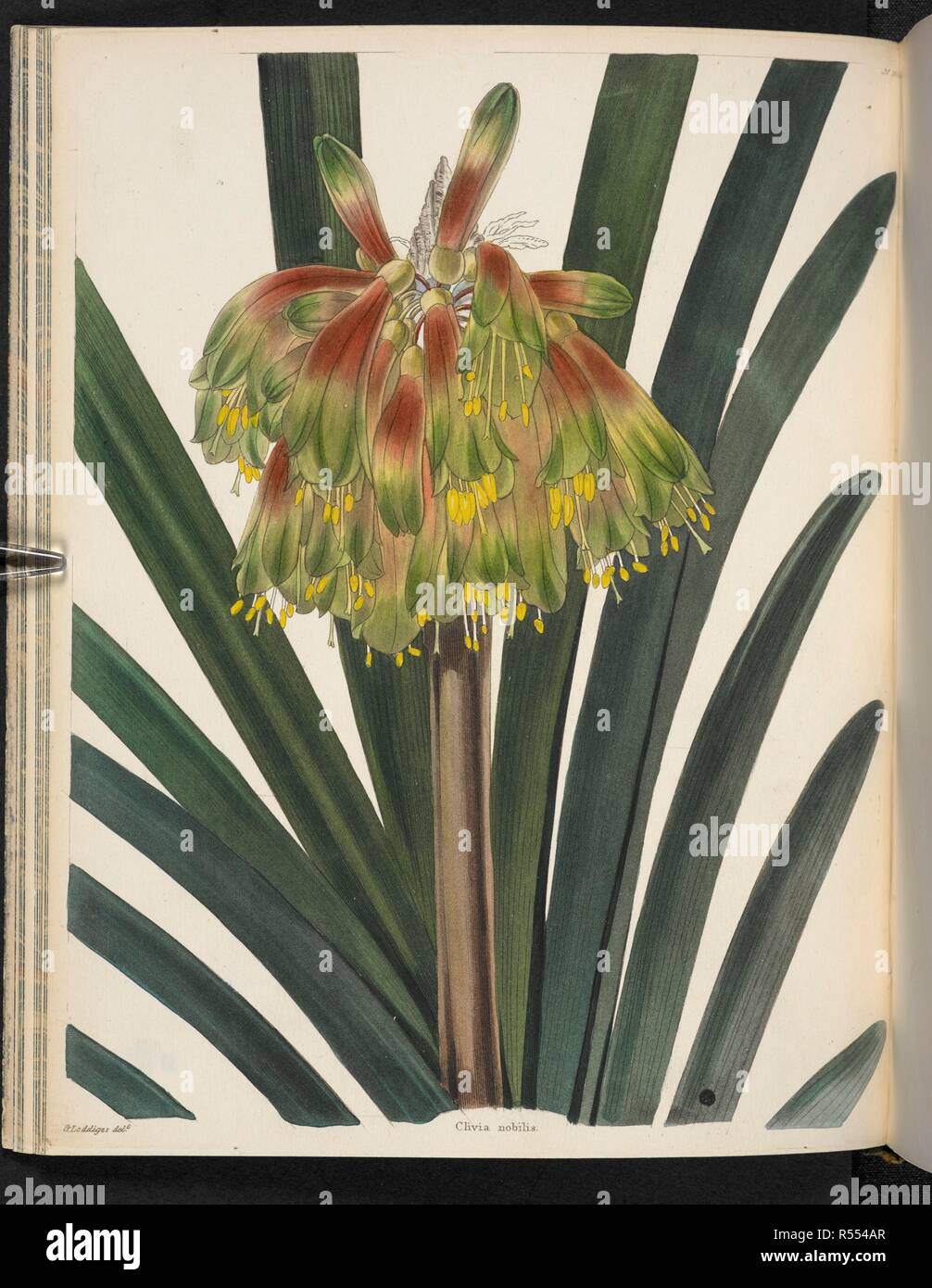 Clivia nobilis. Il Cabinet di botanica, costituito da delineations colorate di piante provenienti da tutti i paesi, con un breve resoconto di ciascuna, ecc. Da C. Loddiges e figli ... Le piastre di G. Cooke. vol. 1-20. Londra, 1817-33. Fonte: 443.b.24, vol.20. No.1906. Autore: Cooke, George. Foto Stock