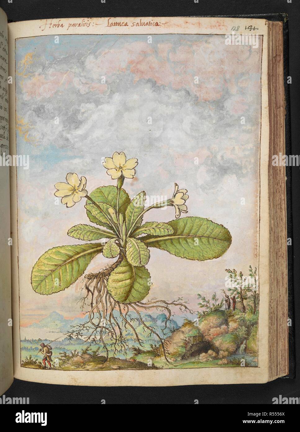 "Herba paralisis : Lattuca saluatica.' eventualmente un tipo di lattuga di fioritura. Disegni colorati di piante, copiato dalla natura negli Stati Romani, da Gerardo Cybo. Vol. I. Pietro Andrea Mattioli, medico, di Siena: estratti dalla sua edizione di Dioscoride' 'de re Medica':. L'Italia, c. 1564-1584. Fonte: Aggiungi. 22332 f.128. Lingua: Italiano. Autore: Cybo, Gheraldo. Foto Stock "Herba paralisis : Lattuca saluatica.' eventualmente un tipo di lattuga di fioritura. Disegni colorati di piante, copiato dalla natura negli Stati Romani, da Gerardo Cybo. Vol. I. Pietro Andrea Mattioli, medico, di Siena: estratti dalla sua edizione di Dioscoride' 'de re Medica':. L'Italia, c. 1564-1584. Fonte: Aggiungi. 22332 f.128. Lingua: Italiano. Autore: Cybo, Gheraldo. Foto Stock