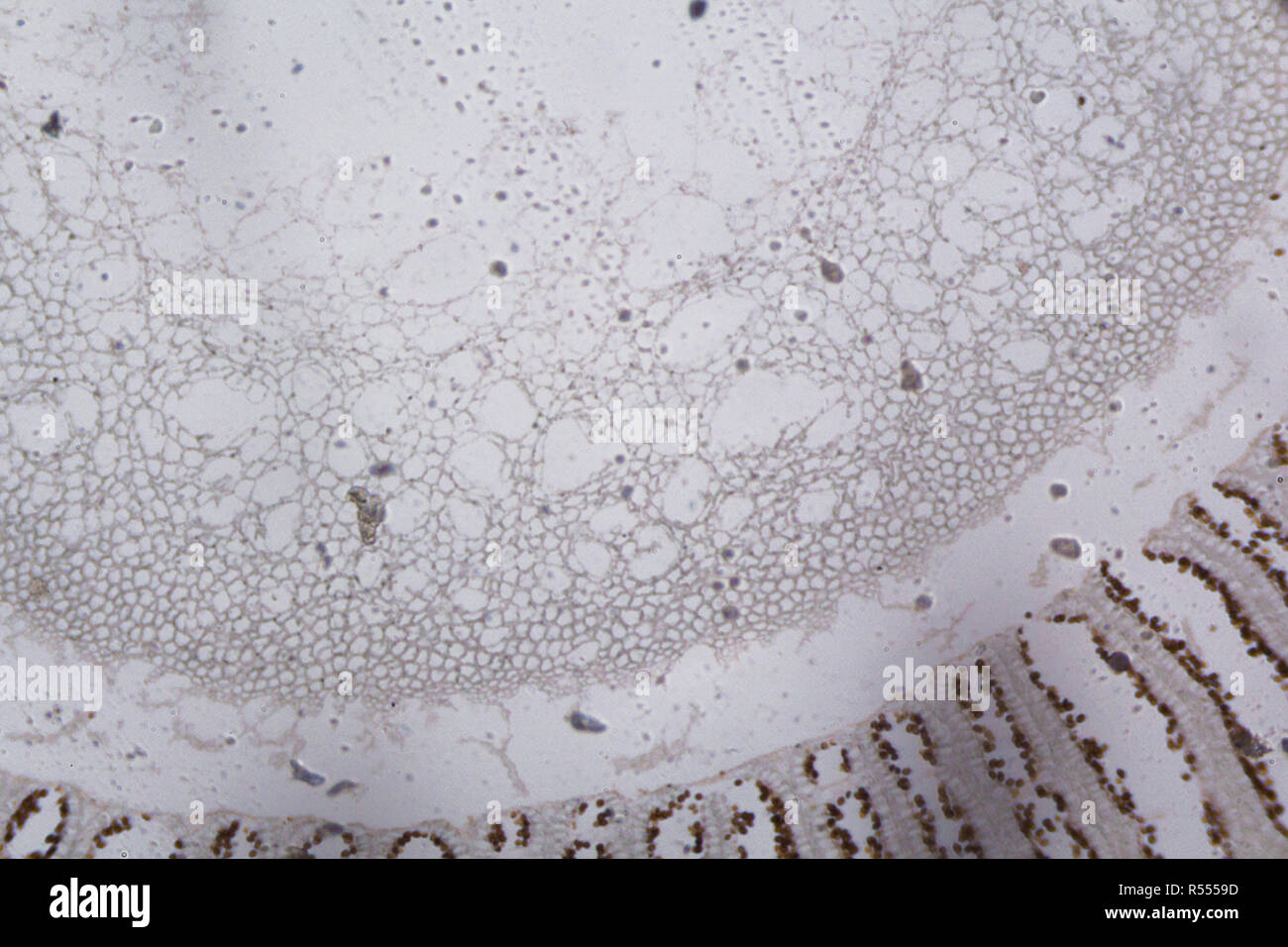 Agaricus sezione sotto il microscopio Foto Stock