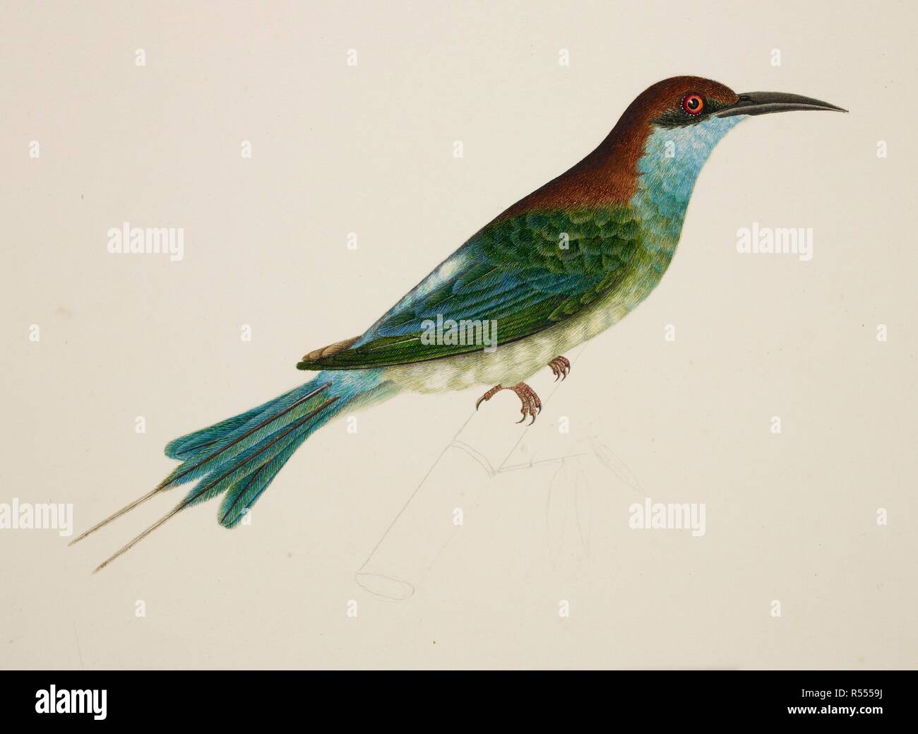 Chestnut-Headed Bee-Eater. c.1824. Chestnut-Headed Bee-Eater ('Merops Leschenaulti'). Da un album di 51 disegni di uccelli e mammiferi effettuate a Bencoolen, Sumatra, per Sir Stamford Raffles. Acquerello. Originariamente pubblicato/prodotto in c.1824. . Fonte: NHD 47/8,. Autore: Briois, J. Foto Stock