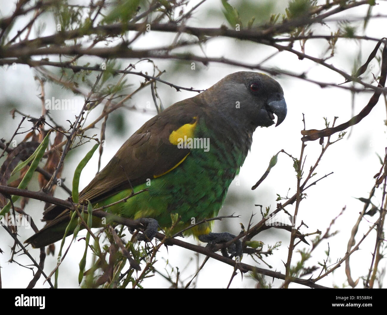 Un Meyer, Parrot o marrone (parrot Poicephalus meyeri) in un arbusto spinoso. Queen Elizabeth National Park, Uganda. Foto Stock
