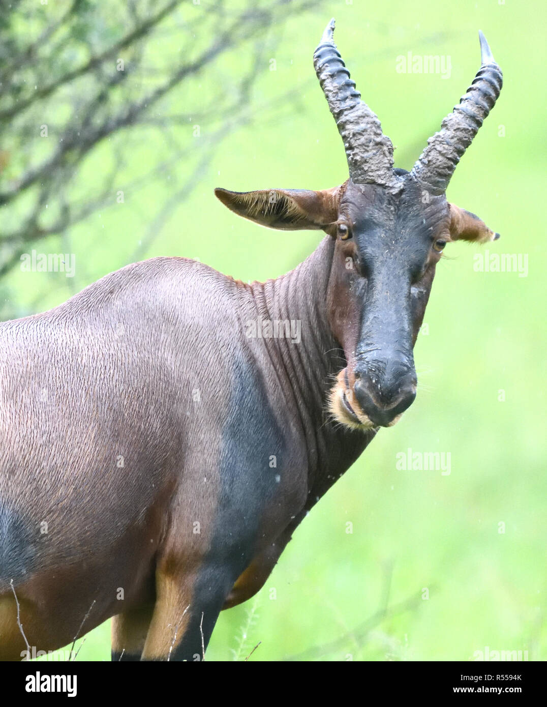 A topi (Damaliscus lunatus). Queen Elizabeth National Park, Uganda. Foto Stock