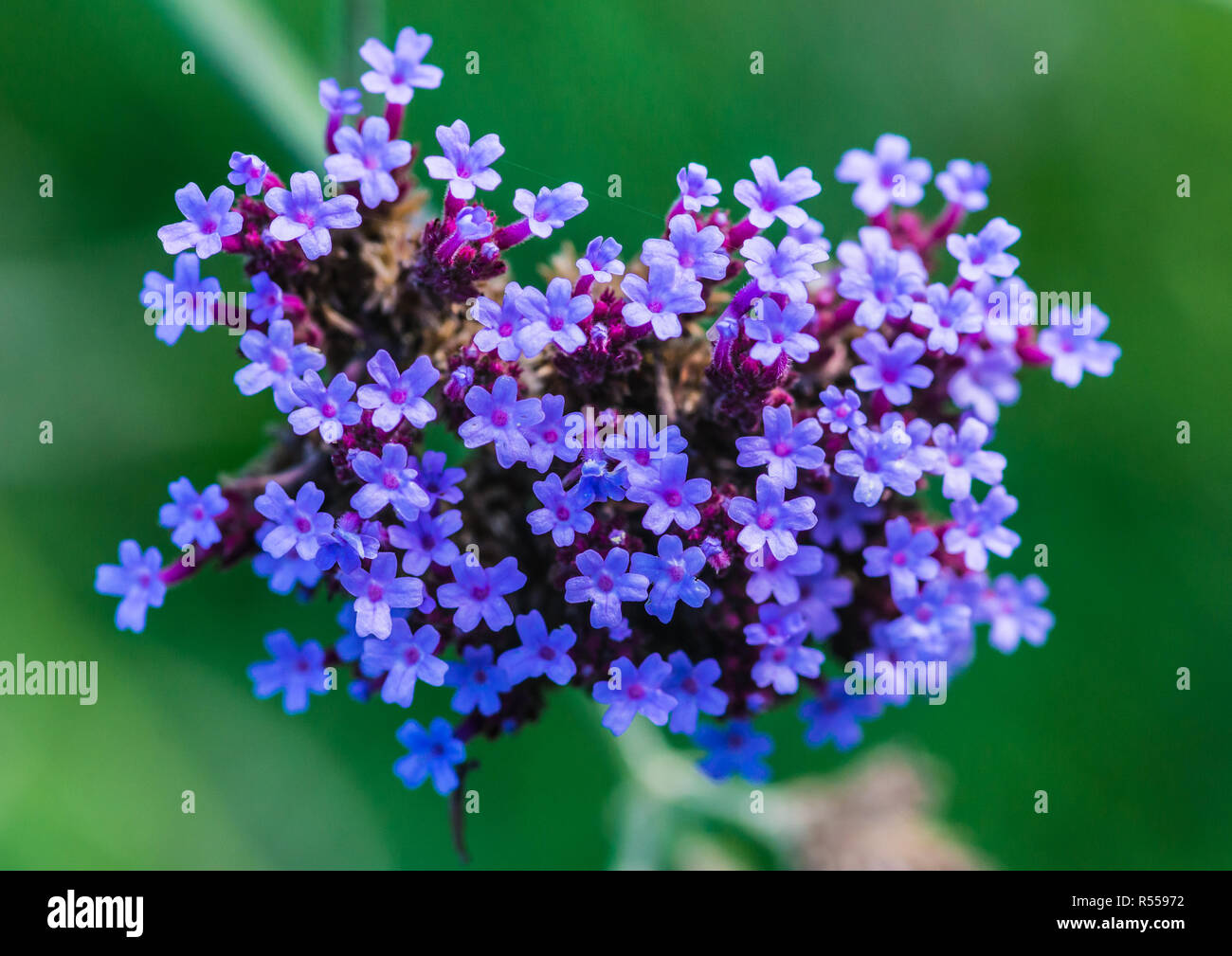Una macro shot della rosa di blumi di una verbena pianta. Foto Stock