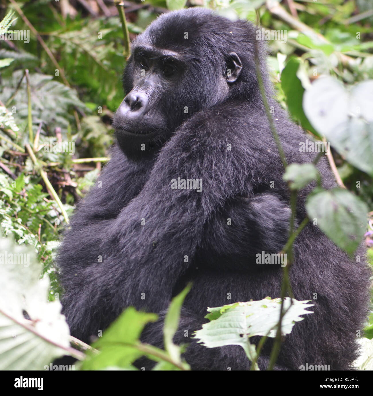 Un burbero cercando femmina di gorilla di montagna (Gorilla beringei beringei) abbracci se stessa. Circa mille mountain rimangono in Uganda, Ruanda e Democtatic ri Foto Stock