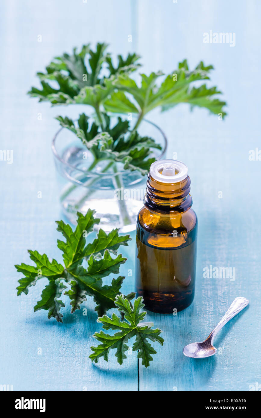 Olio essenziale di geranio. Foto Stock