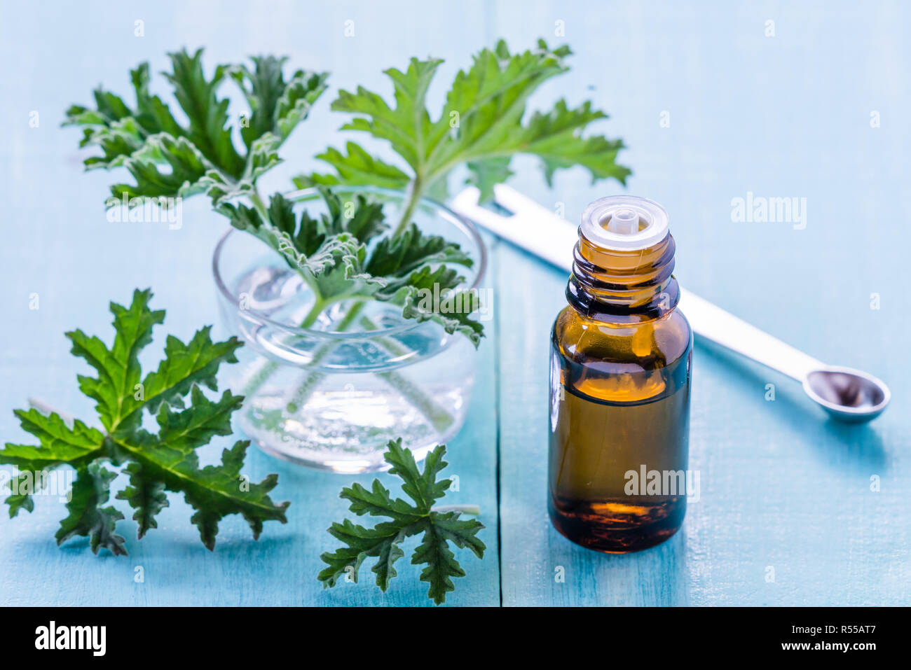 Olio essenziale di geranio. Foto Stock