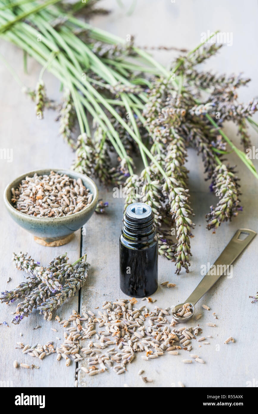 Olio essenziale di lavanda (Lavandula sp.). Foto Stock
