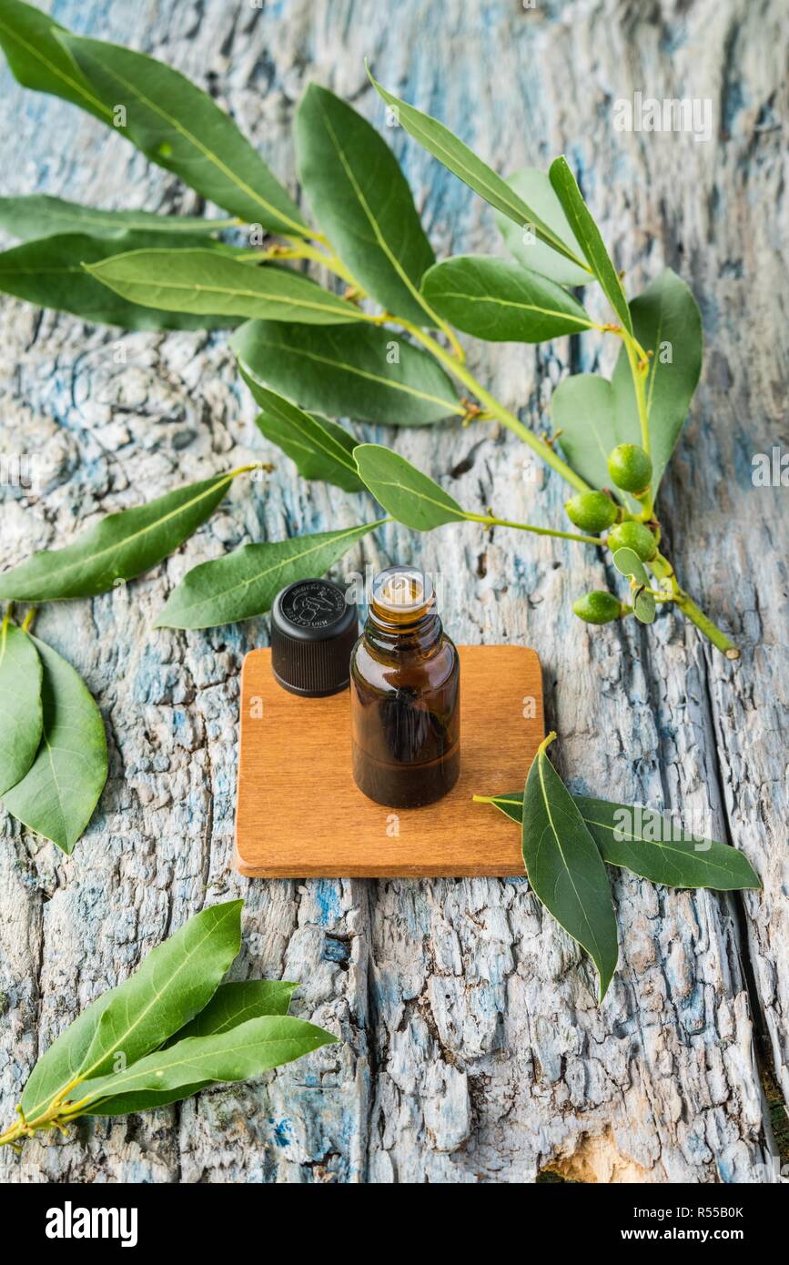 Olio essenziale di alloro. Foto Stock