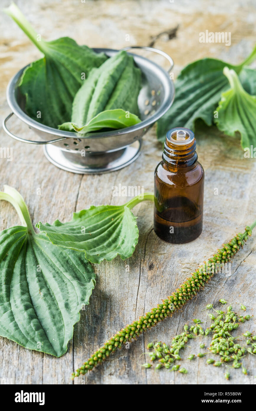 Olio essenziale di maggiore piantaggine. Foto Stock