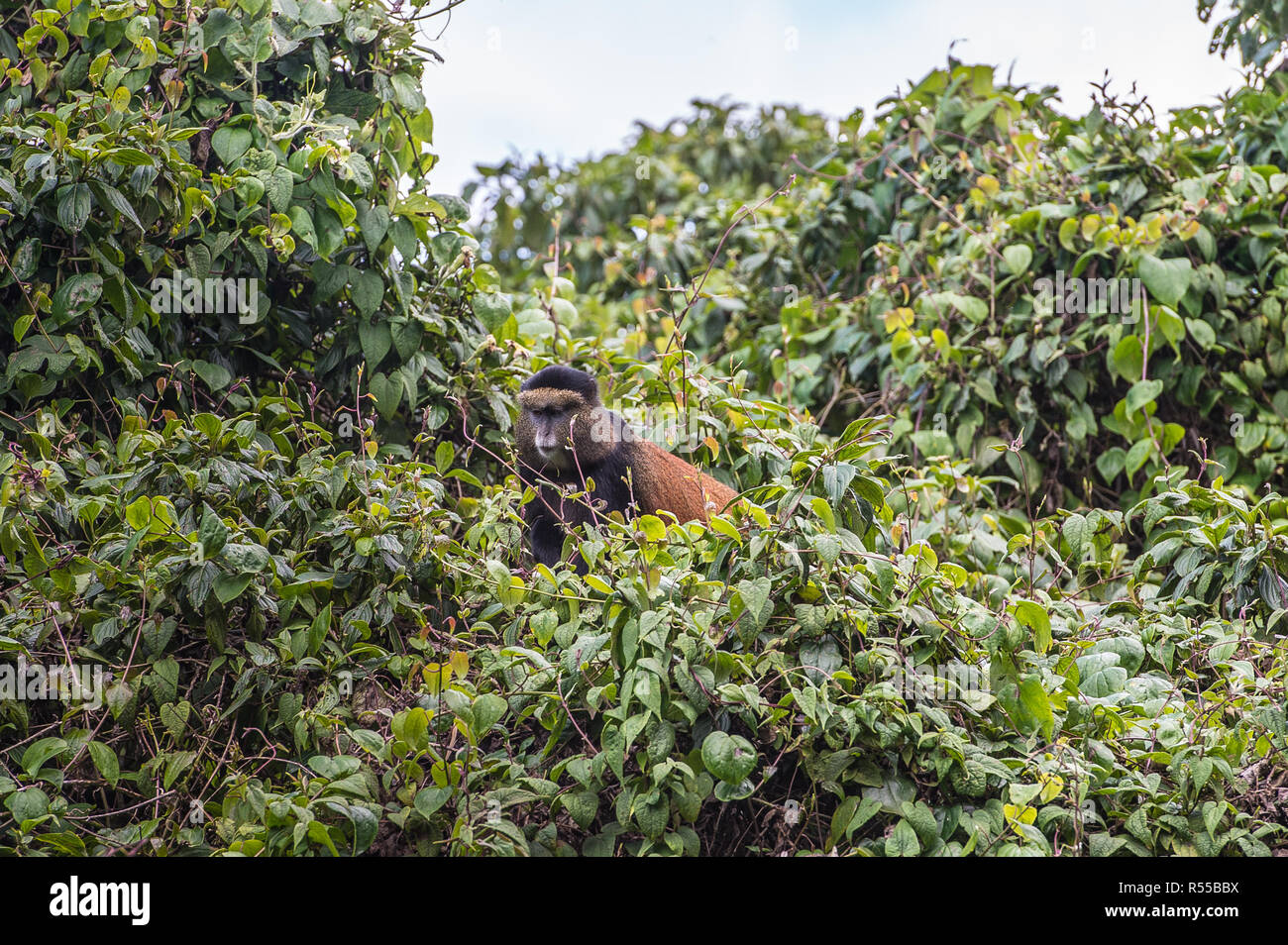 Scimmia dorata, Virunga montagne vulcaniche, Africa centrale Foto Stock
